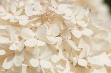 Bahçede çiçek açan beyaz ortanca çalısı