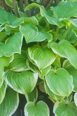 Dekoratif bir bahçede hosta bitkisi.