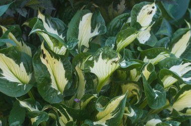 Dekoratif bir bahçede hosta bitkisi.