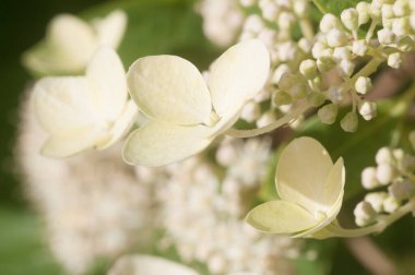Bahçede çiçek açan beyaz ortanca çalısı