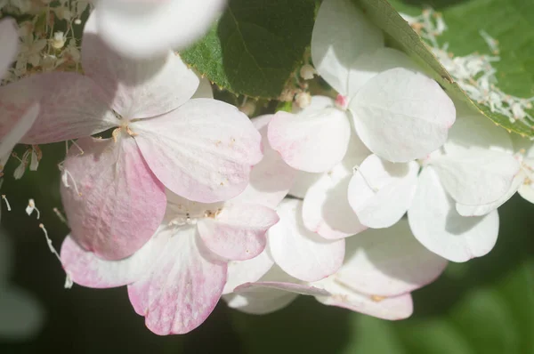 Bahçede Çiçek Açan Beyaz Ortanca Çalısı — Stok fotoğraf
