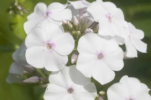 Trädgård Flox Blommor Närbild Skott Sommaren — Stockfoto