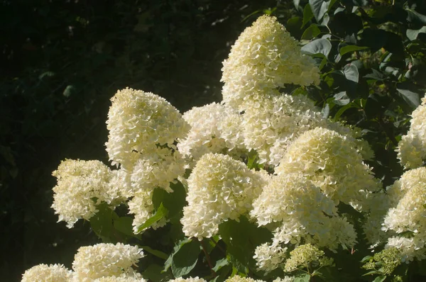 小布什在花园里盛开白色的绣花花 — 图库照片