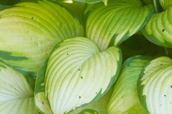 Planta Hosta Jardín Formal Decorativo — Foto de Stock