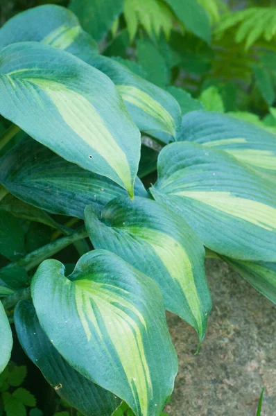 Hosta Pflanze Einem Dekorativen Formalen Garten — Stockfoto