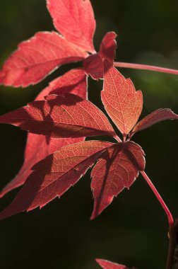 Virginia sarmaşığı kızıl sonbahar yaprakları bir bahçede