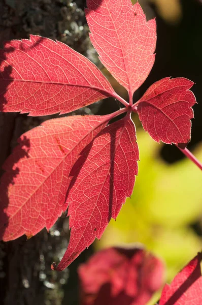 弗吉尼亚爬虫红色秋天的叶子在花园里 — 图库照片