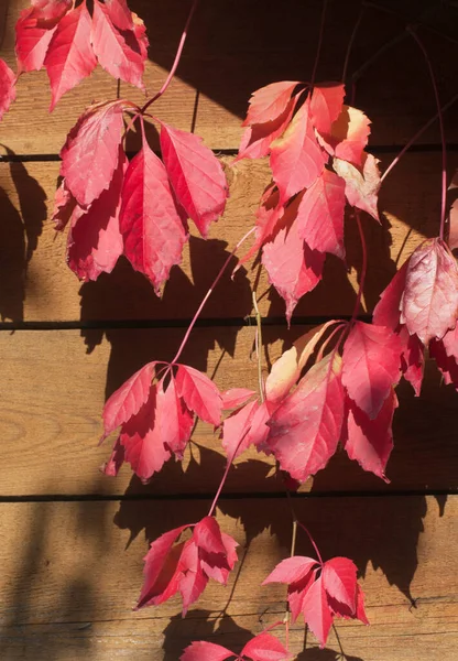 Virginia Creeper Červené Podzimní Listí Zahradě — Stock fotografie