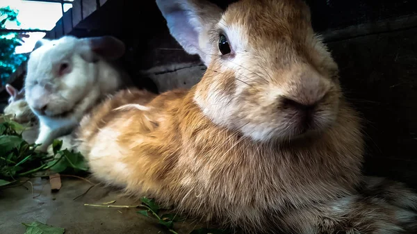 Lapin Brun Sur Relax Essayer Dormir — Photo