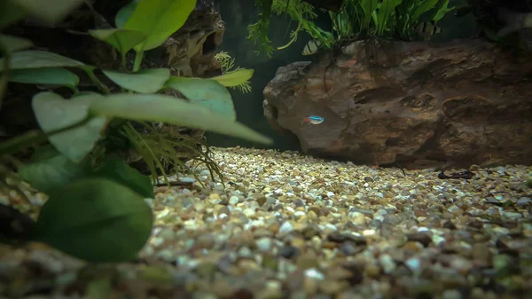 Bu resmi güzel akvaryum balık hakkında