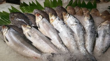 Taze görücü usulü taze balık pazarlanmasına hazırdır
