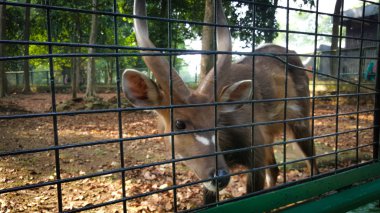 Hayvanat bahçesinde sağlıklı dişi geyik beslenmeleri için bekliyor