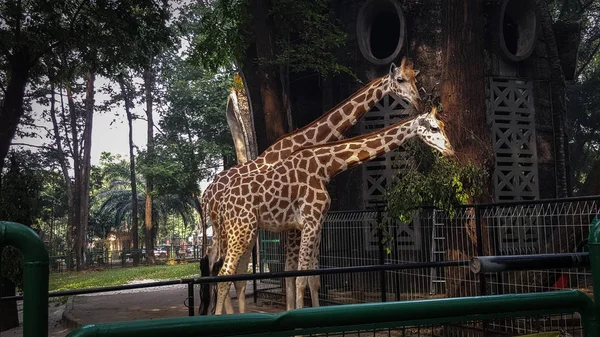Два Жирафа Зоопарке Азии Наслаждаются Обедом — стоковое фото