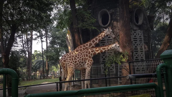 Two Giraffes Zoo Asia Enjoying Lunch — Stock Photo, Image