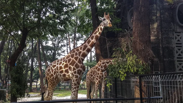 Two Giraffes Zoo Asia Enjoying Lunch — Stock Photo, Image