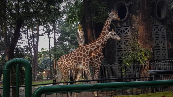 Asya'da bir hayvanat bahçesinde iki zürafa öğle yemeği tadını çıkarıyor