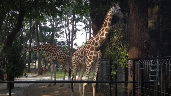 Two Giraffes Zoo Asia Enjoying Lunch — Stock Photo, Image