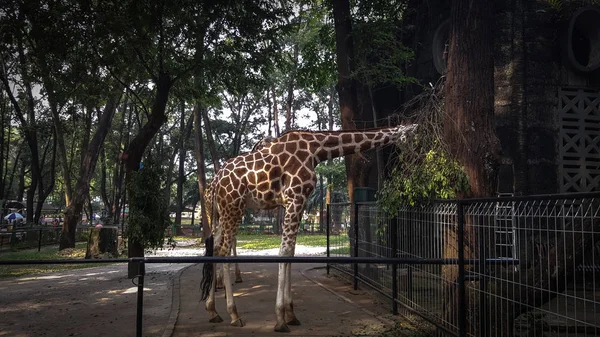 Giraffes Zoo Asia Enjoying Lunch — Stock Photo, Image