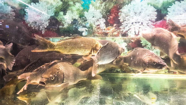 Pesce Vivo Pronto Vendita Sul Negozio Locale — Foto Stock