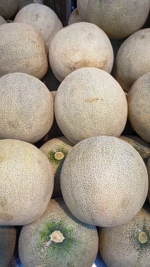 Hasatta yeni Kavun meyvesi satışa hazır