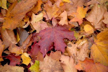 parkta sonbahar yaprakları