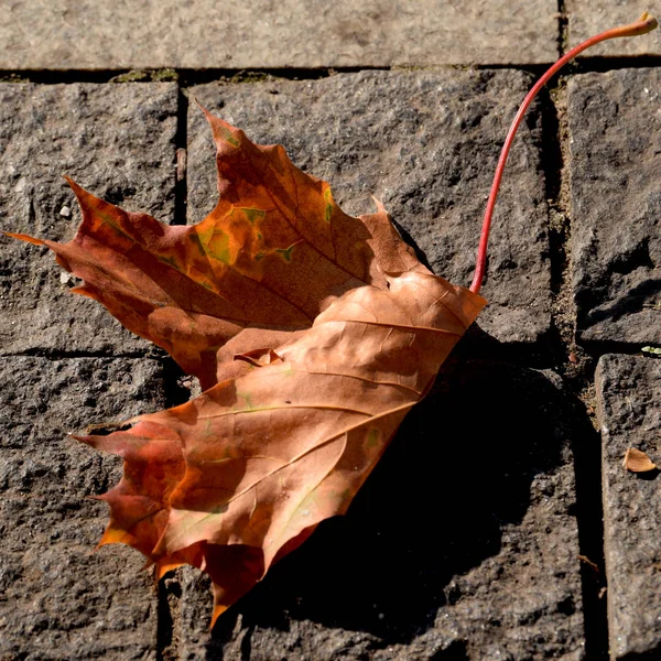 Parkta Sonbahar Yaprakları — Stok fotoğraf