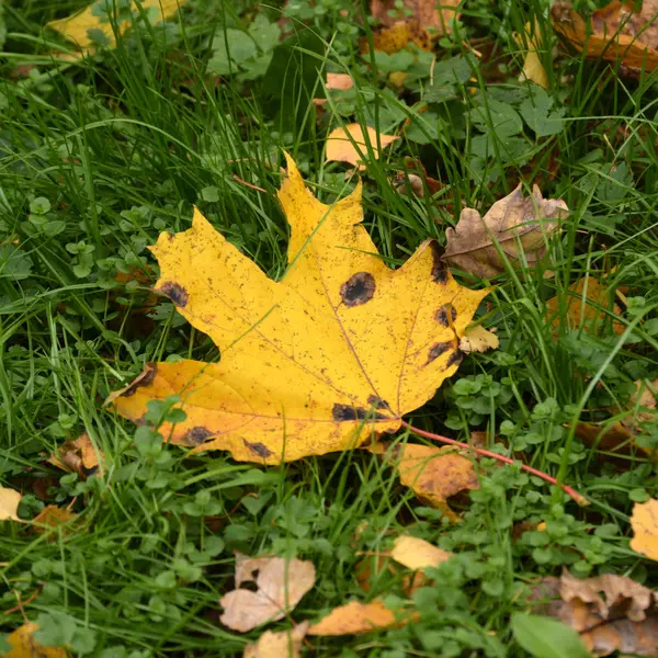 Autumn City Park — Stock Photo, Image