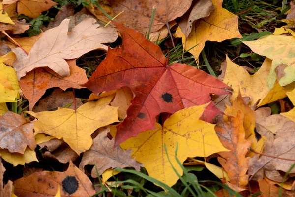 Autumn City Park — Stock Photo, Image