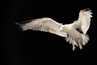 White serious seagull on dark background clipart