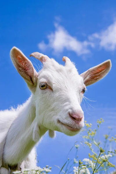 Cute goat with big yellow eyes