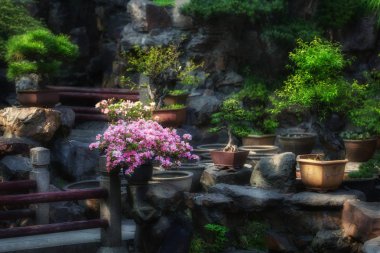 Çin bahçesinde bonsai bitkiler ve kamelya