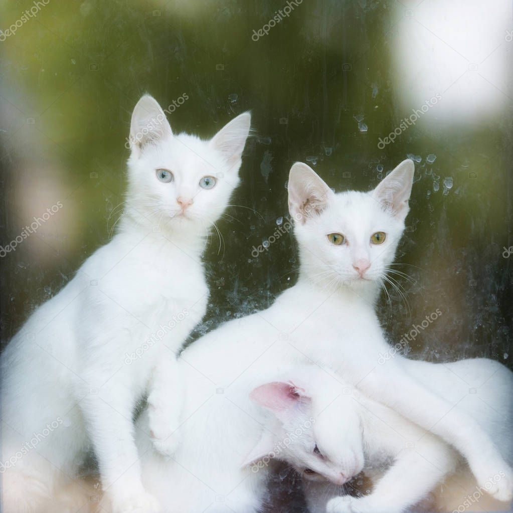 Three white cats in the window