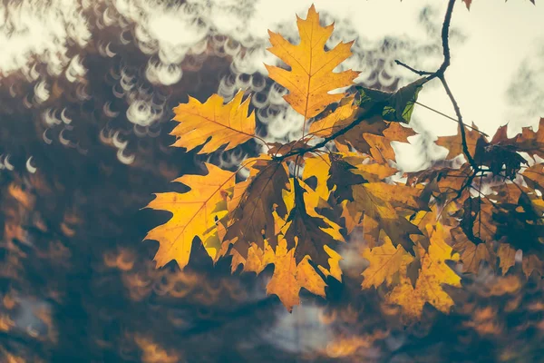 Gele herfst eikenbladeren en tak — Stockfoto