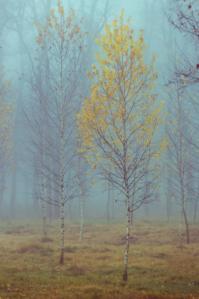Jesienna brzoza w lesie Mglistych — Zdjęcie stockowe