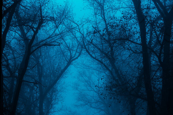 Photo of a mystical fantasy forest, silhouettes of trunks and branches, fog and twilight blue sky
