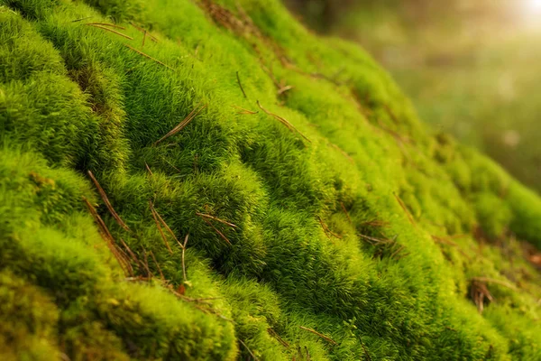 绿色新鲜苔和松针 — 图库照片