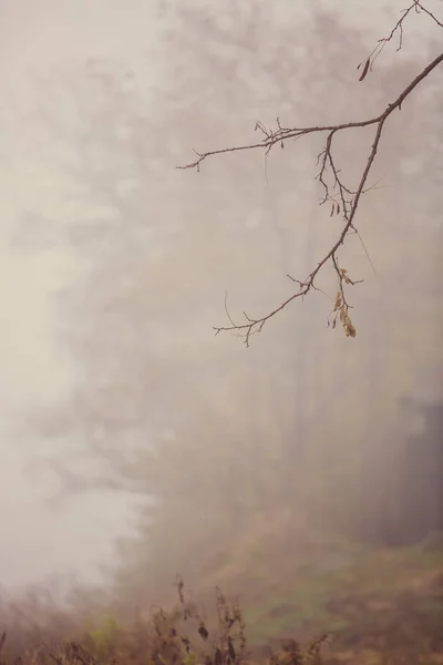 Samotna gałąź drzewa i mglisty krajobraz — Zdjęcie stockowe