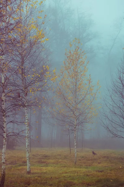 Mglisty las jesień scena — Zdjęcie stockowe