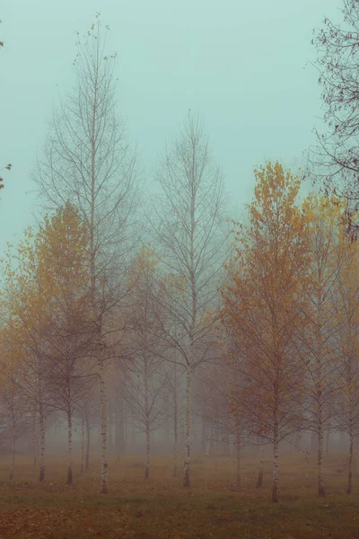 Jesienne brzozy w mgle — Zdjęcie stockowe
