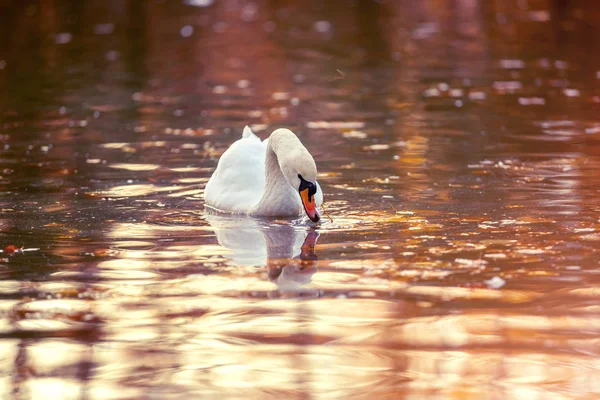 Cisne em um lago com folhas de outono — Fotografia de Stock