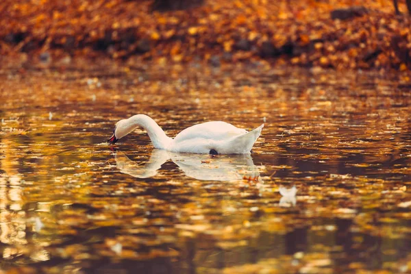 Labuť v jezeře s podzimními listy — Stock fotografie