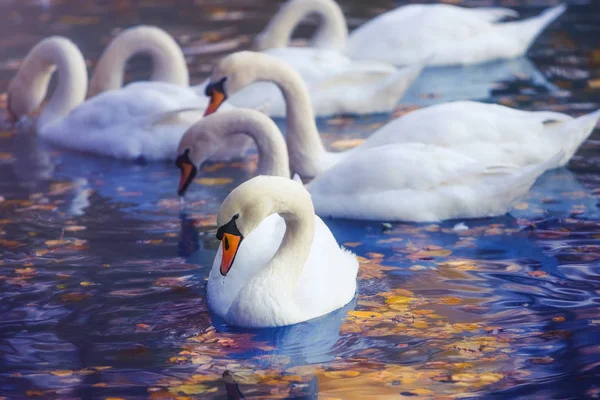 Cisnes en un lago con hojas de otoño — Foto de Stock