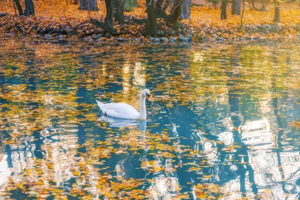 Zwaan in een meer met herfstbladeren — Stockfoto