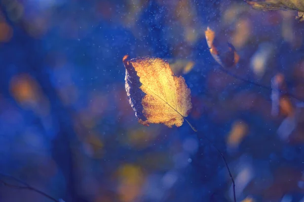 Herbst orange Blatt in fantastischen Blasen auf blauem Hintergrund — Stockfoto