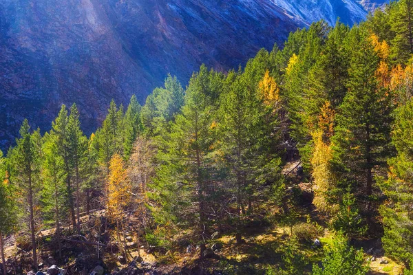 Jehličnatý a listnatý les na slunci v horách — Stock fotografie