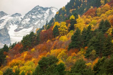 Buzul ve sonbahar ormanlarıyla kaplı dağ manzarası