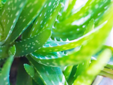 Aloe vera yeşil yapraklarının arkaplanı