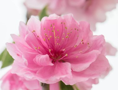 Pink double flower of sakura with stamens close up clipart