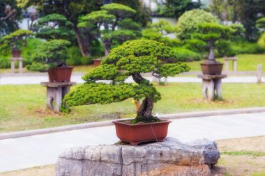 Saksıdaki Bonsai ağaçları