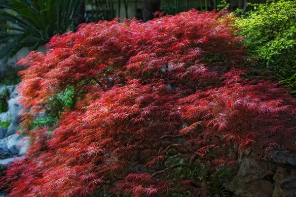 Thick red foliage and leaves of Japanese maple